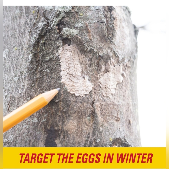 PIC Spotted Lantern Fly Trap, 1 Roll 20ft Roll Each,Flying Insect Trap,Glue Trap - Picture 5 of 11